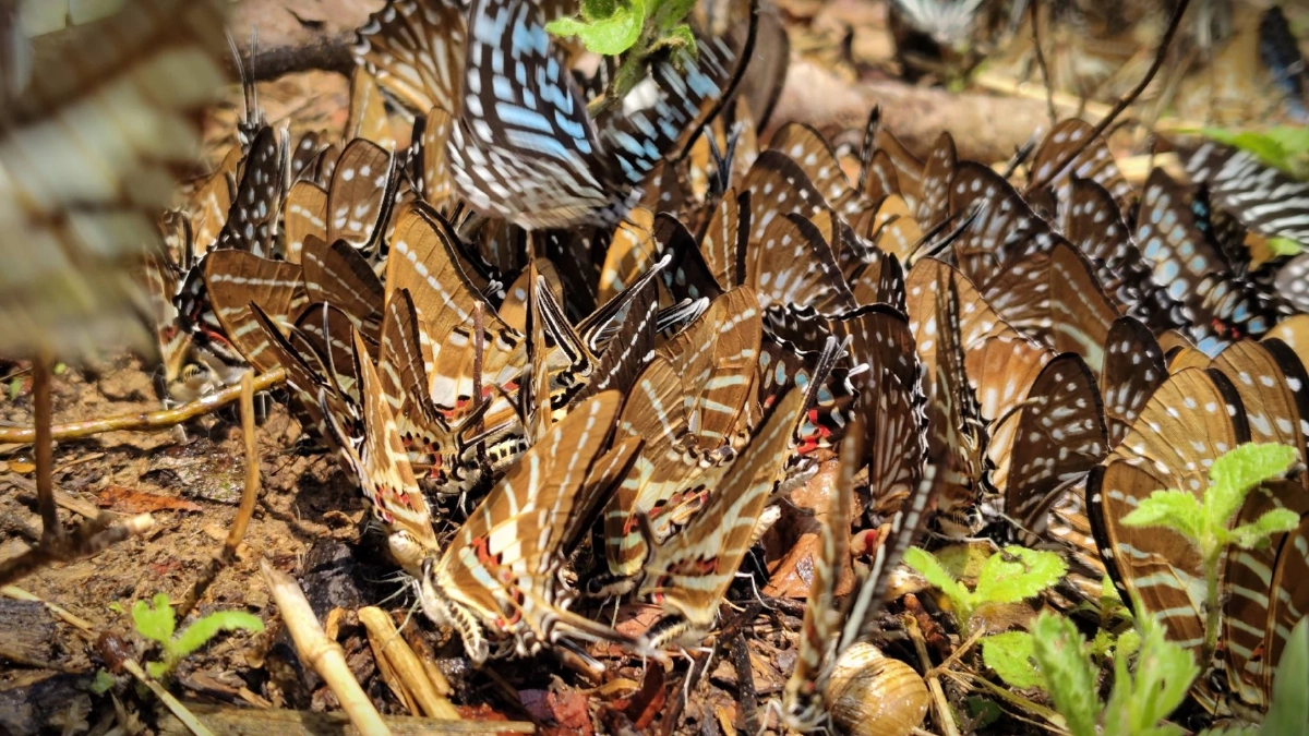 ฝูงผีเสื้อนับพันบุกแก่งวังวนโคราช อวดโฉมรับหน้าร้อน