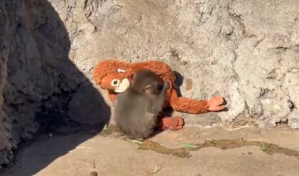 เฉลยสาเหตุ "พันช์คุง" ถูกลิงโตเต็มวัยลาก หลังพยายามเข้าหา