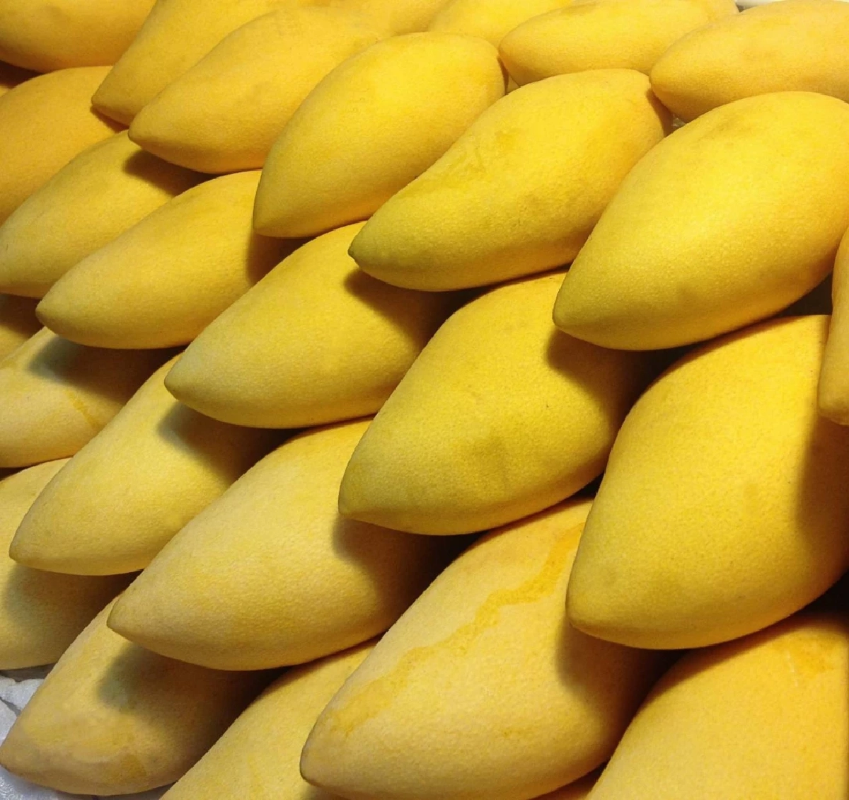 เปิดโผ Top 5"มะม่วง GI"ไทย  มูลค่าสูง กรมทรัพย์สินทางปัญญา ชูจุดแข็งอัตลักษณ์พื้นถิ่น-คุณภาพมาตรฐานโลก