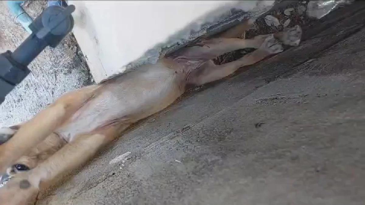 นาทีชีวิต! ช่วยลูกหมาติดซอกกำแพงแคบ ร้องระงมข้ามคืน