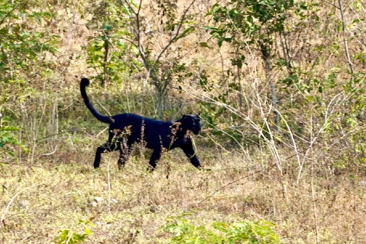 เผยภาพ "เสือดำ" กลางกุยบุรี สะท้อนความสมบูรณ์ผืนป่า