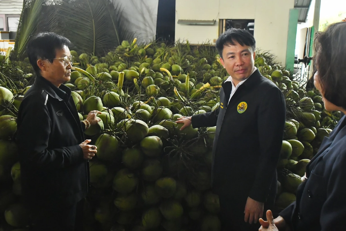 เปิดแผนกู้ราคามะพร้าวน้ำหอม เครือข่ายสหกรณ์รับซื้อ 5 บ. 1 ล้านลูก