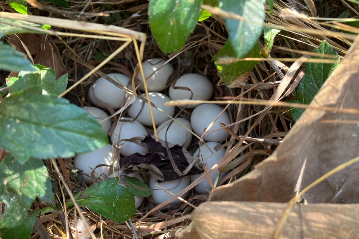 ไม่ใช่นกอพยพแล้ว! เป็ดเทาพันธุ์อินเดียยึดบุรีรัมย์วางไข่ครั้งแรก