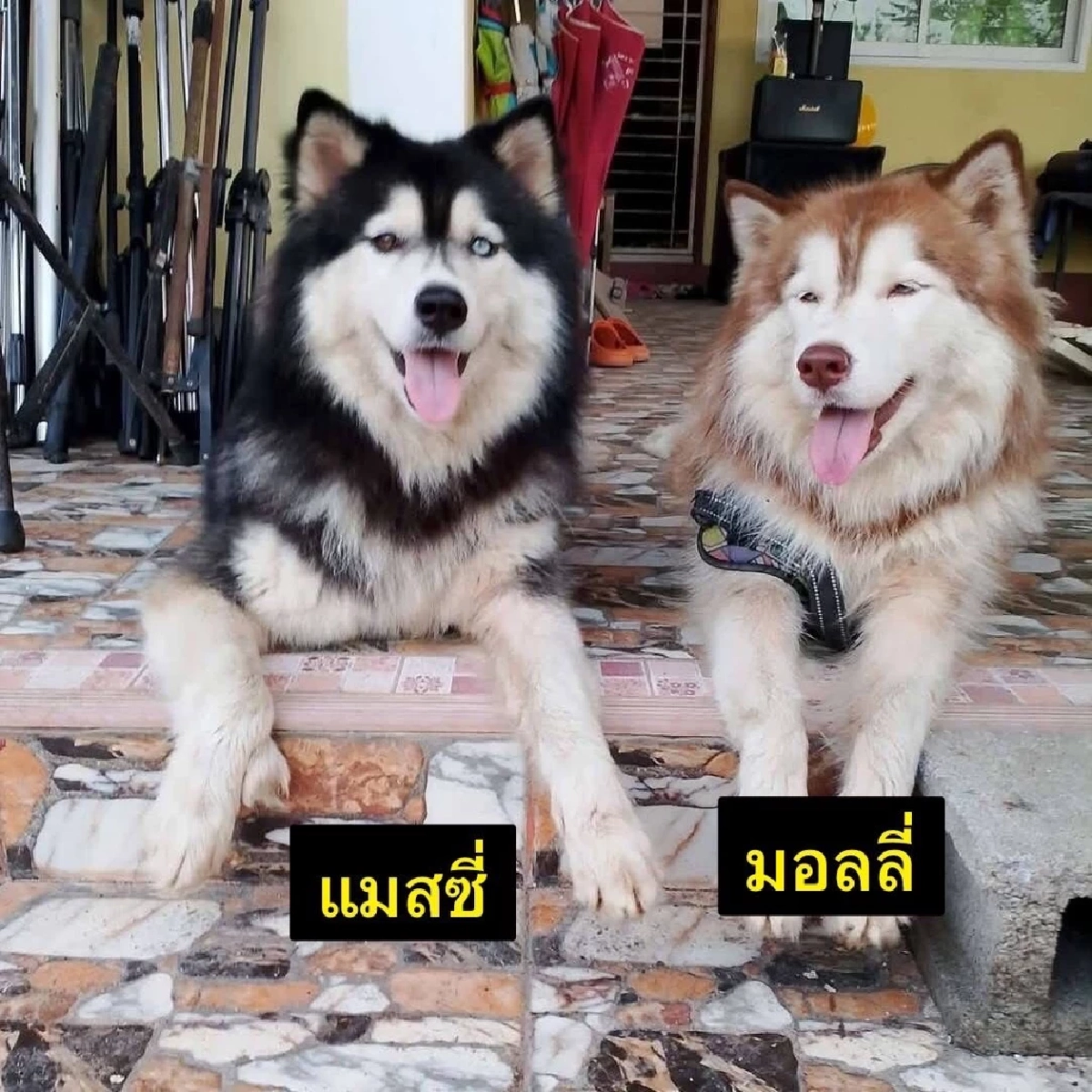 เศร้าหนักรู้พฤติกรรม "เมสซี่" นาทีเห็น "มอลลี่" บาดเจ็บ