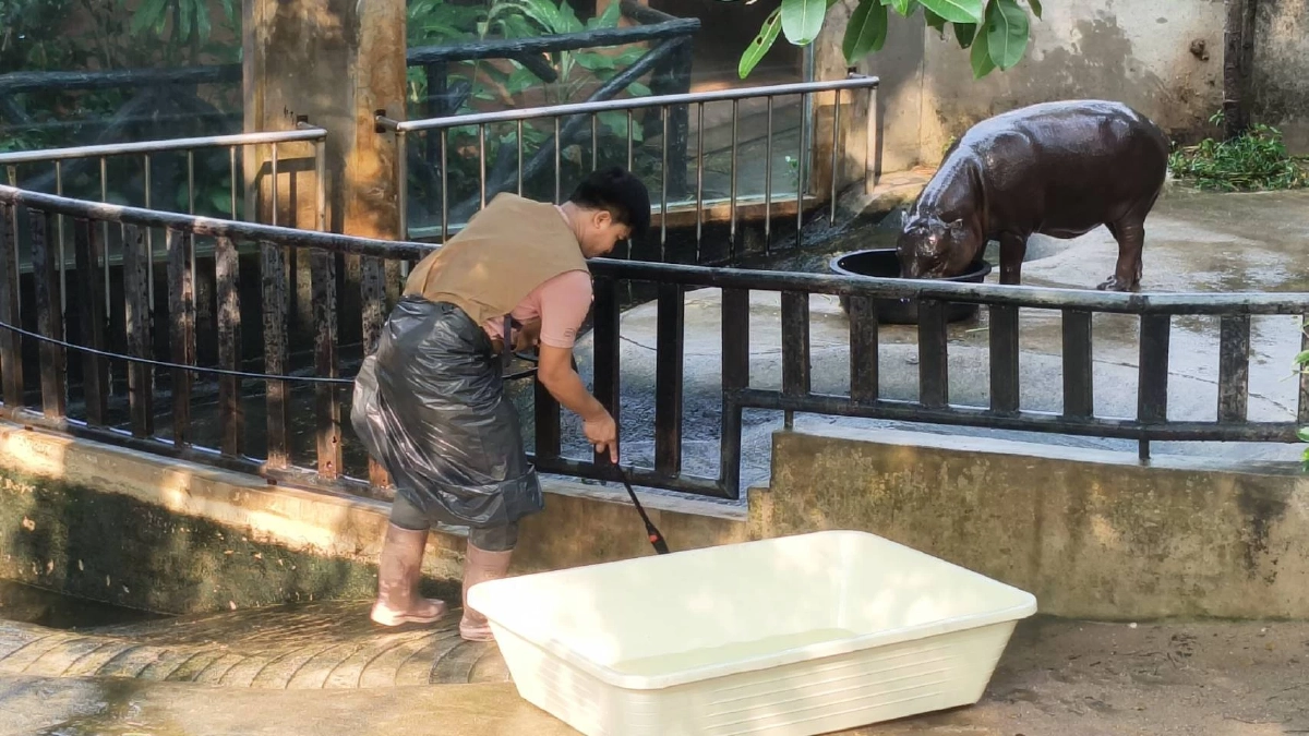 สวนสัตว์เขาเขียวแจงดราม่าคอกหมูเด้ง ยันดูแลตามมาตรฐาน