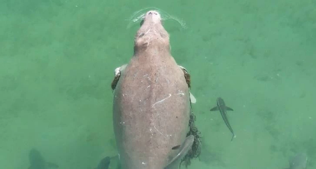 พบพะยูนเกาะลิบง 4 ตัว สุขภาพดี แต่ 1 ตัวมีเชือกพันครีบ เร่งช่วยด่วน