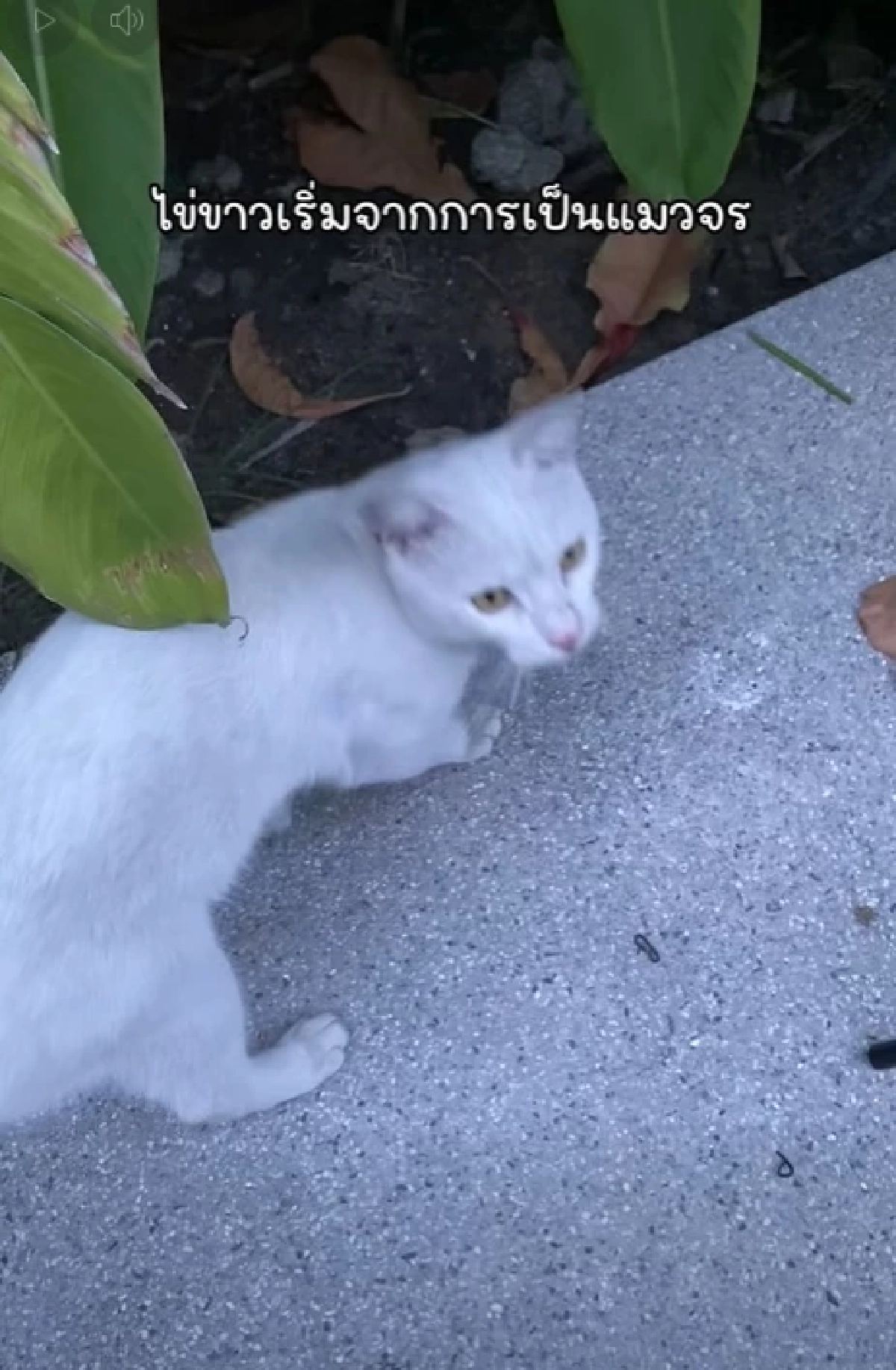 ย้อนโพสต์ "ไข่ขาวลูกแมร๊" เปลี่ยนชะตาเจ้าของ ก่อนจากไปกะทันหัน