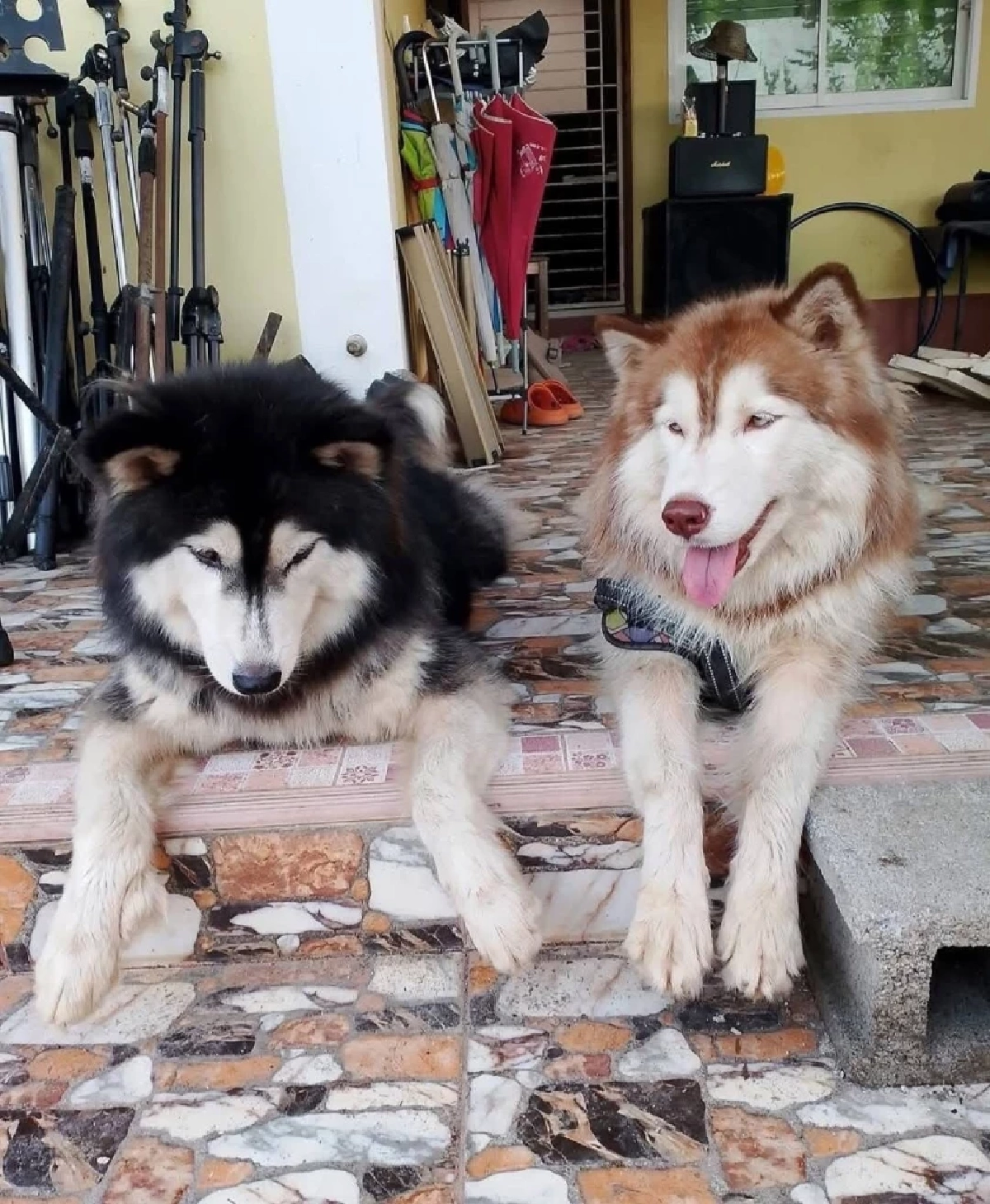 เจอแล้วจุดราดน้ำมัน "เจ้ามอลลี่" เศร้าหนักรู้เหตุการณ์ก่อนหน้า