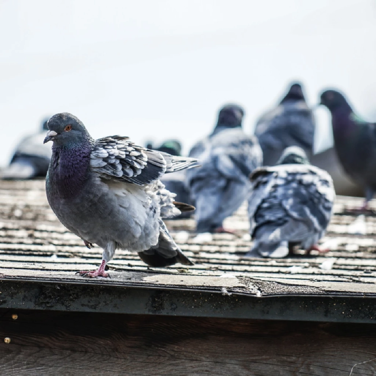 เตือนอันตรายจากมูลนก เช็ก 4 โรคระบบทางเดินหายใจที่ต้องระวัง