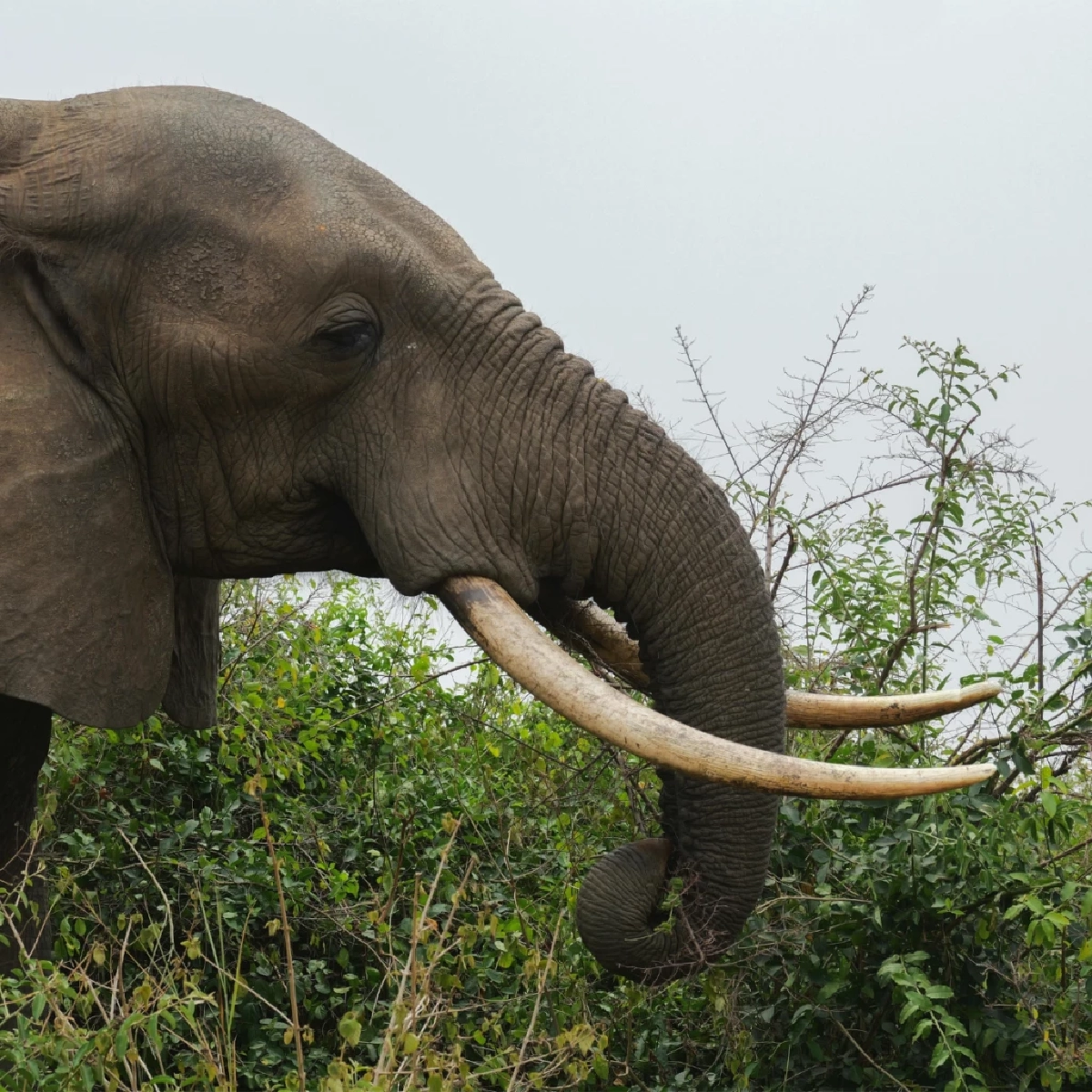 เจาะลึกความแข็งแรงงาช้าง รับน้ำหนักได้เท่าไหร่ และทำไมถึงหักยาก