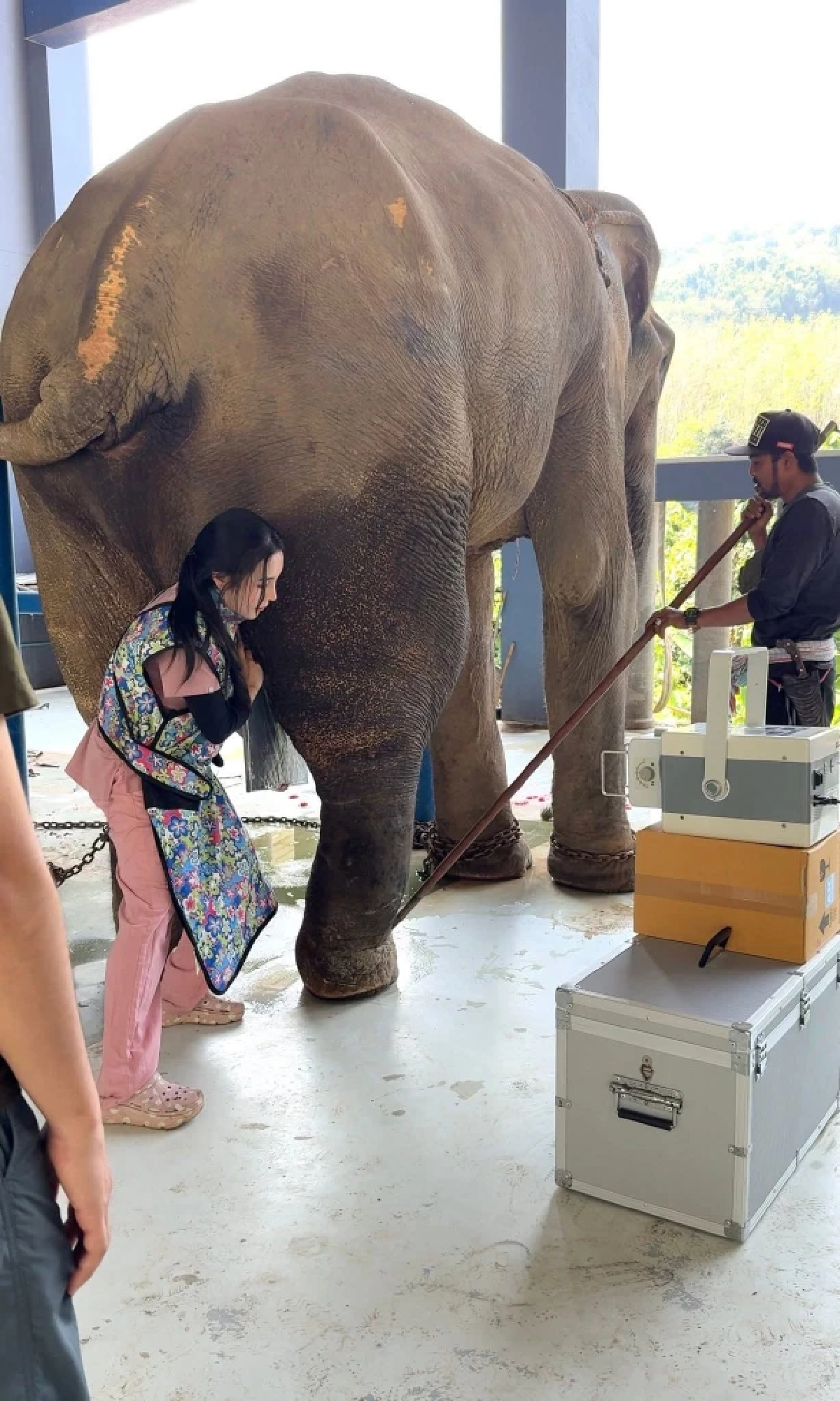 อัปเดตอาการ "พลายเดียว" ช้างพังงาขาหัก ผลเอ็กซเรย์ทำเอาบีบหัวใจ