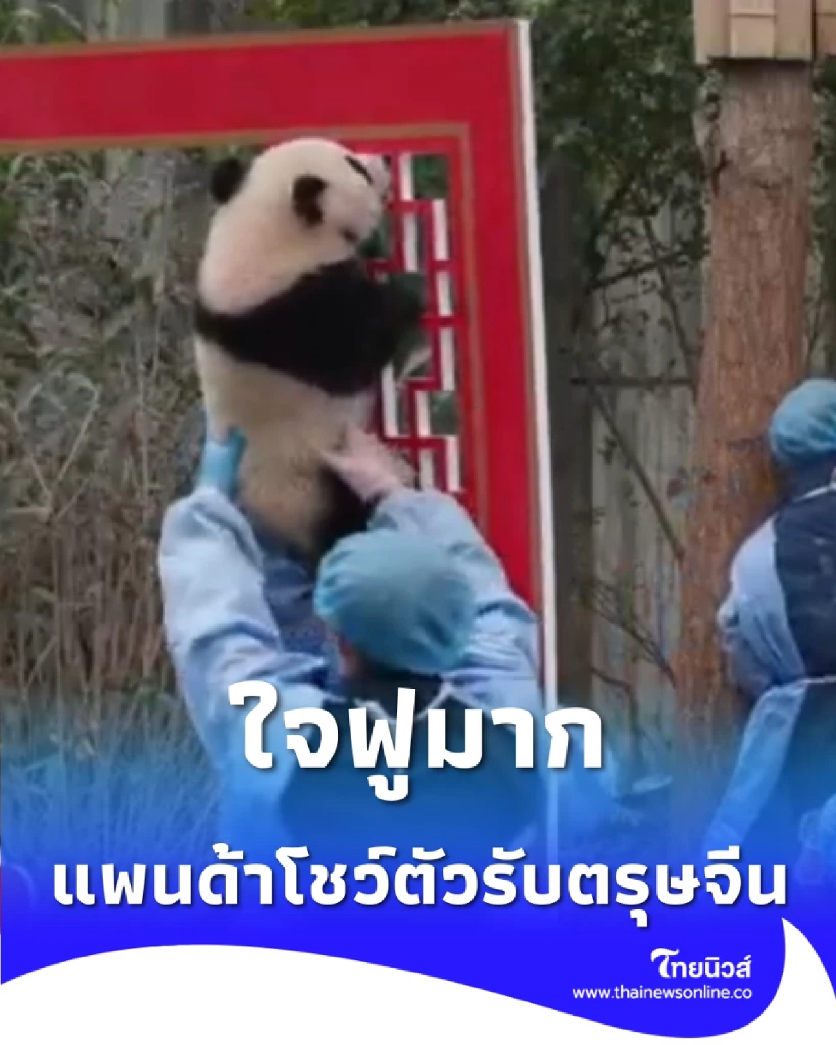ใจฟูมาก แก๊งแพนด้าเกิดใหม่ 45 ตัว โชว์ตัวรับตรุษจีนปีมะเมีย