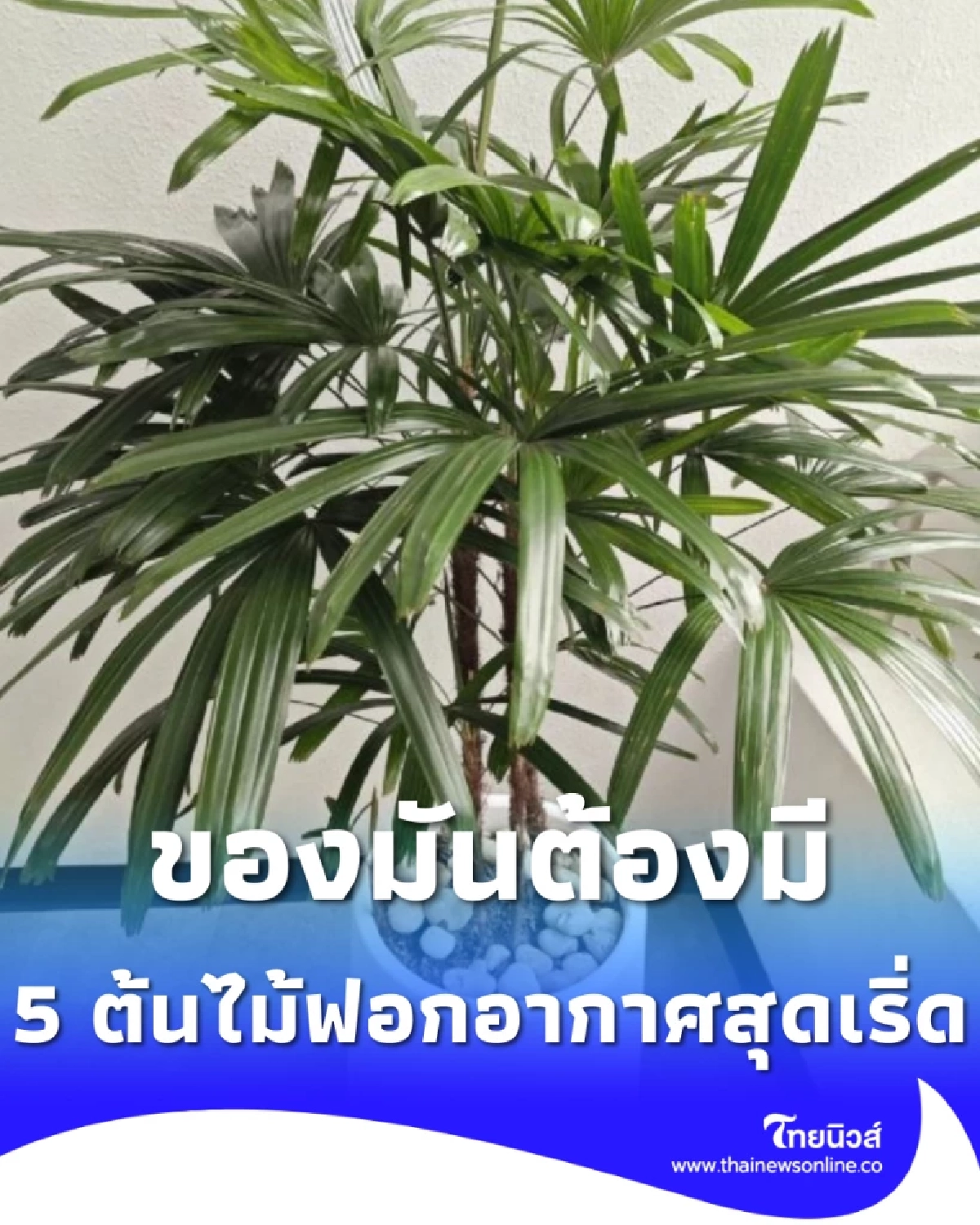 คัดมาแล้ว 5 ต้นไม้ฟอกอากาศ ควรมีติดบ้าน ปลูกง่าย ความหมายมงคล