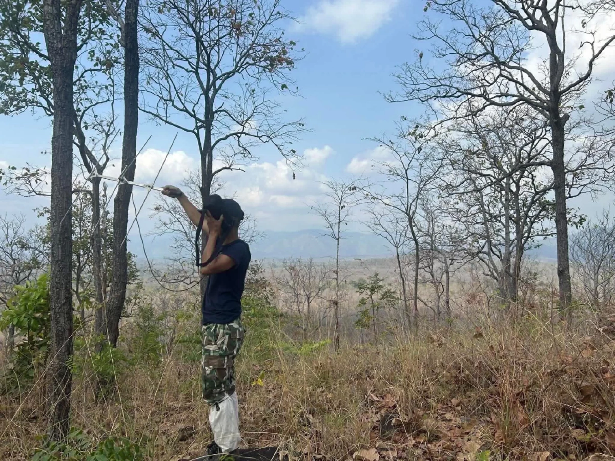 สั่งปิดด่วน! หอนกยูง ห้วยขาแข้ง หลังพบแม่เสือโคร่งดุหวงลูก