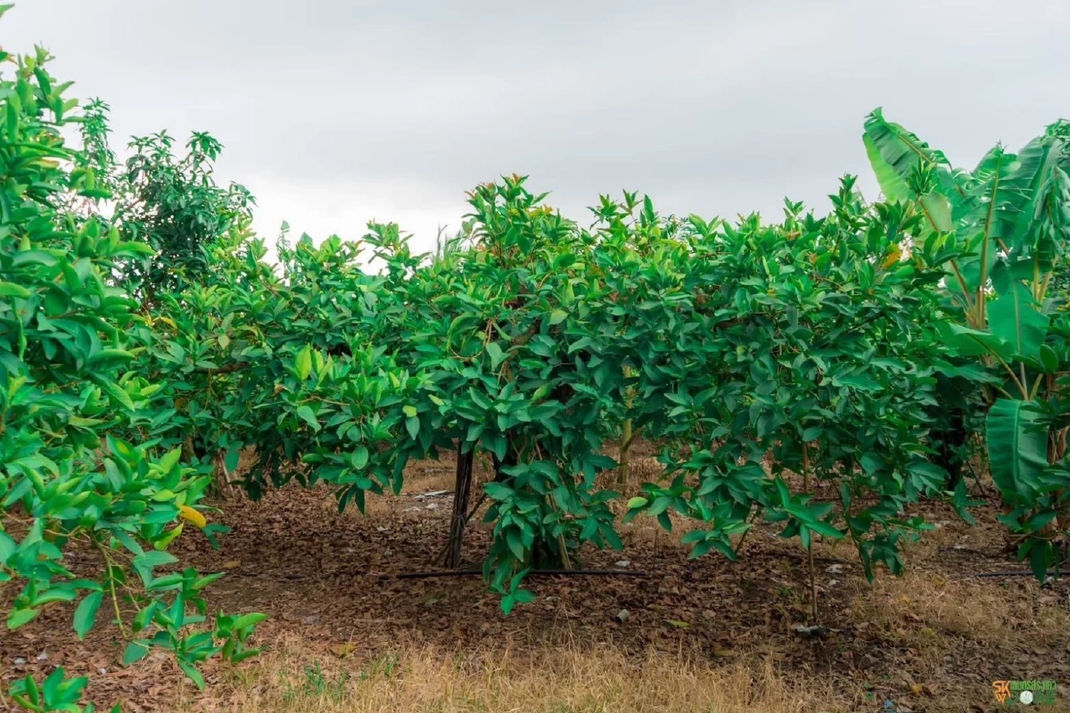 กรมทรัพย์สินทางปัญญา ประกาศ "ชมพู่คลองหาด" ของดีจังหวัดสระแก้ว เป็น GI น้องใหม่