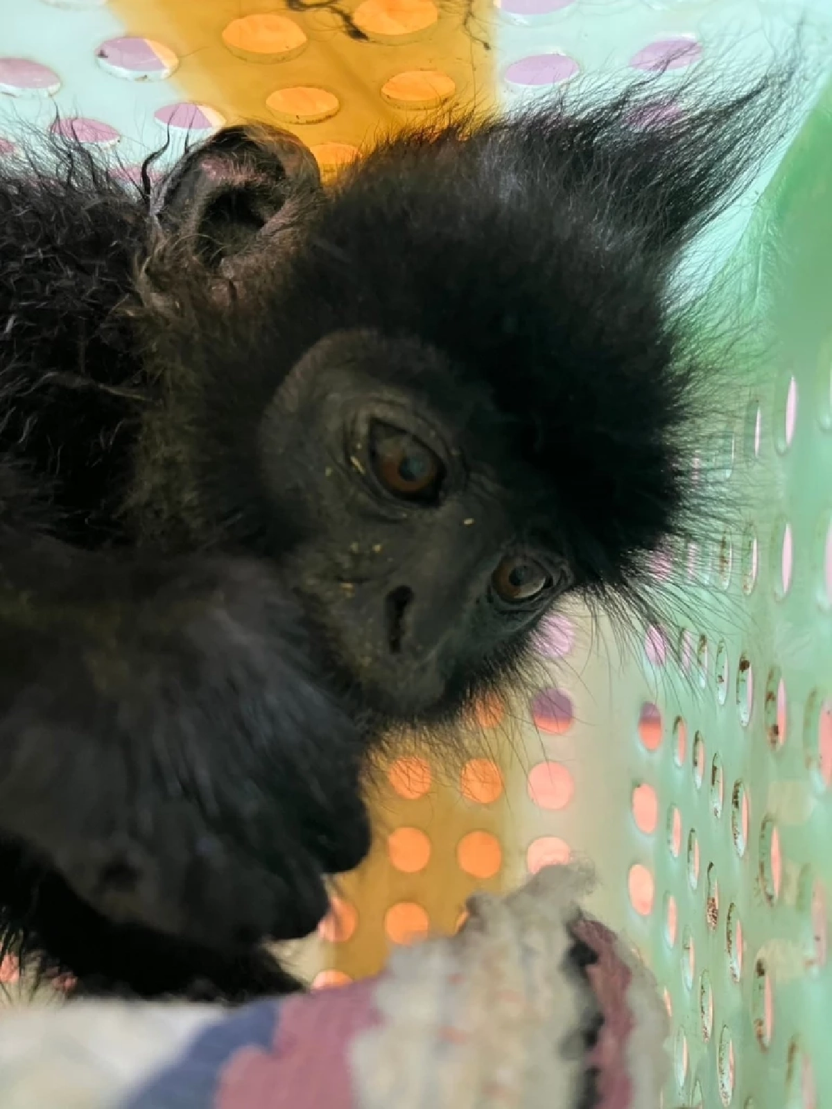 สุวรรณภูมิรวบหนุ่มอินเดีย ซุกค่าง–ชะนี–เต่าหายาก 15 ตัว