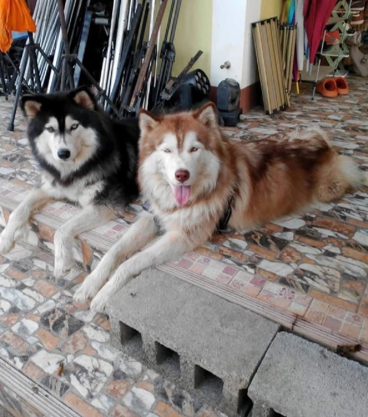 เศร้าหนักรู้พฤติกรรม "เมสซี่" นาทีเห็น "มอลลี่" บาดเจ็บ