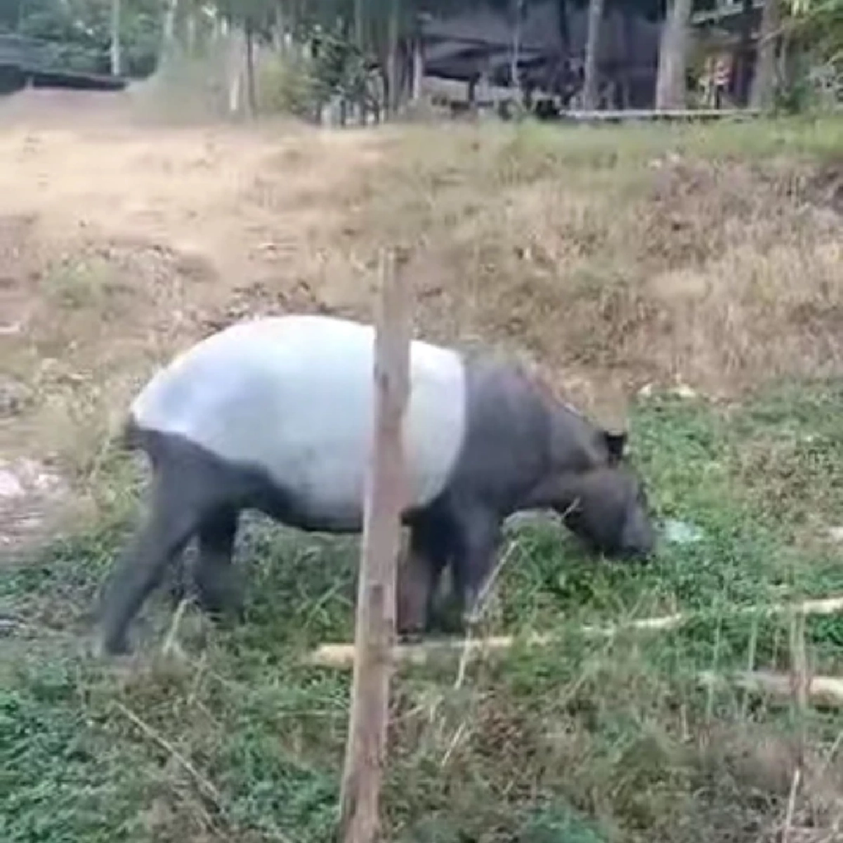 สัตว์ป่าสงวนโผล่หน้าหน่วยฯ คลองแสง สะท้อนระบบนิเวศสมบูรณ์