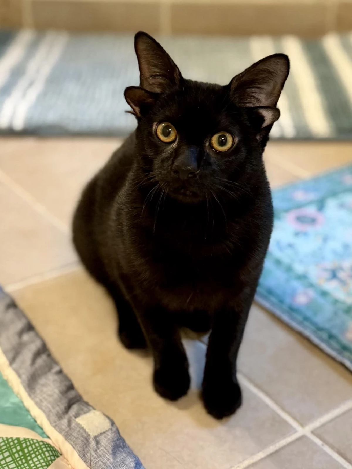 วาร์ป ด๊อบบี้ เจ้าเหมียวสีดำที่มี 4 หู ล่าสุดยังต้องรับการผ่าตัด