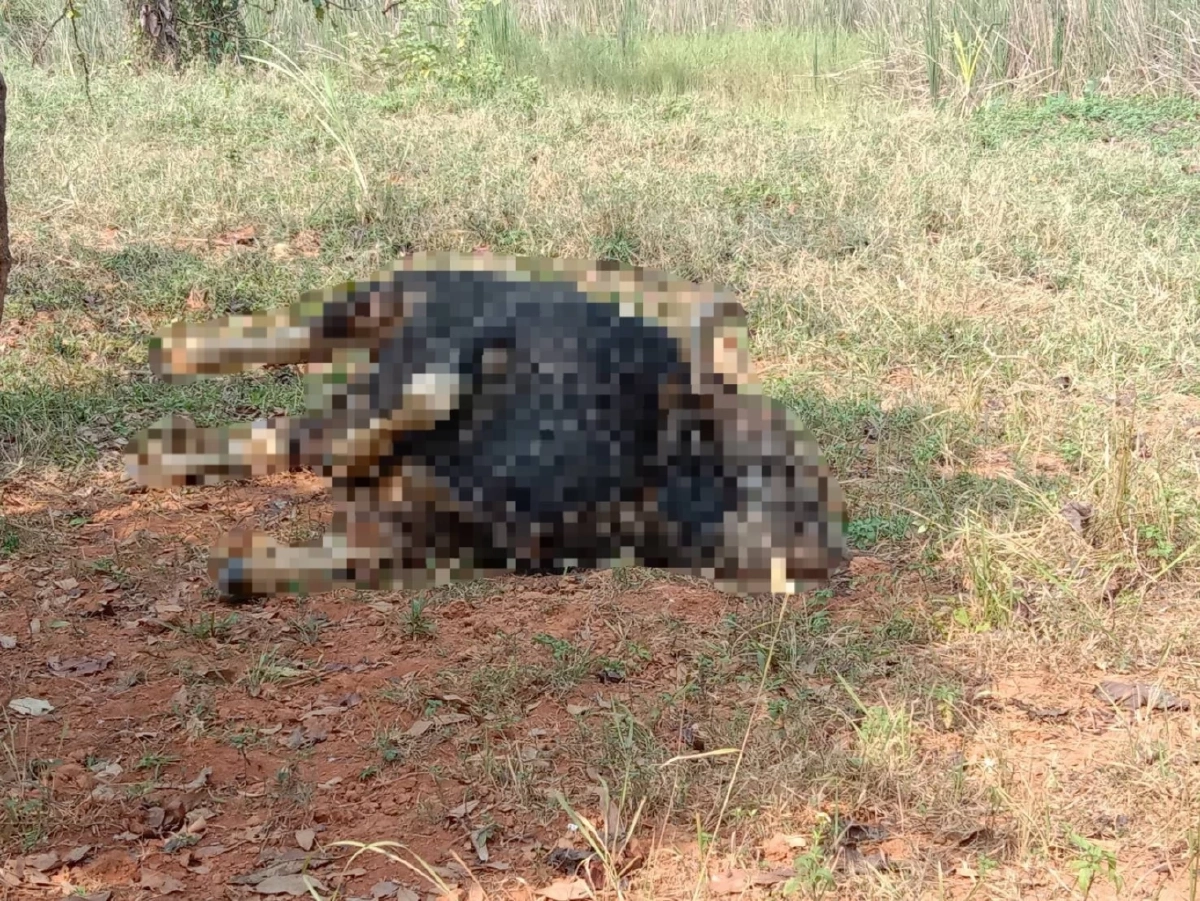 พบซากกระทิงป่าเขาใหญ่ดับที่วังน้ำเขียว คาดสู้กันเองจนเขาหัก