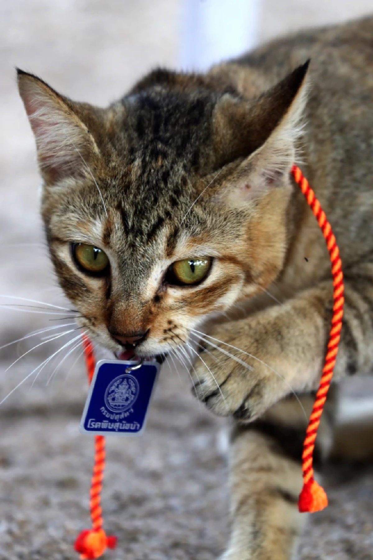 เปิด 10 พื้นที่ในเขตดินแดง บริการฉีดวัคซีนพิษสุนัขบ้า ฟรี!