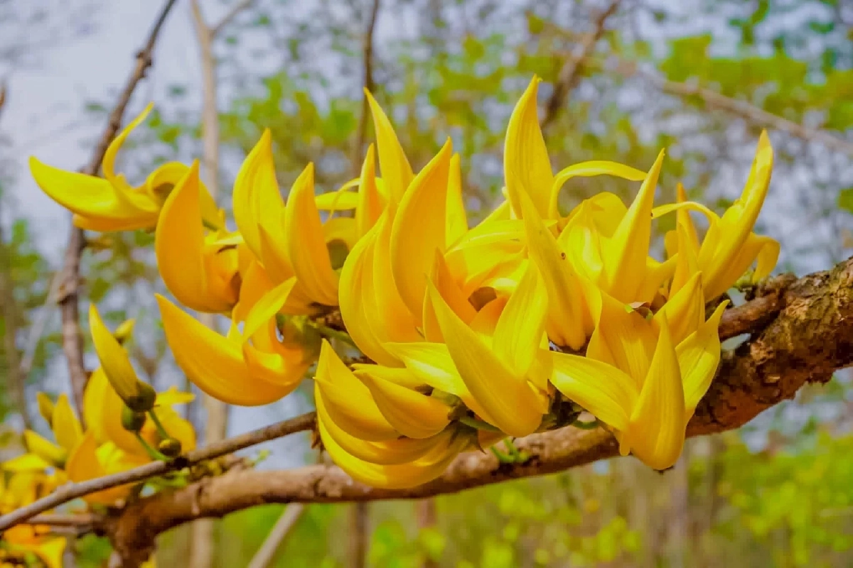 ทองกวาว บานสะพรั่ง อวดส้มสดใสรับลมร้อน สัญลักษณ์สีสันต้นฤดู