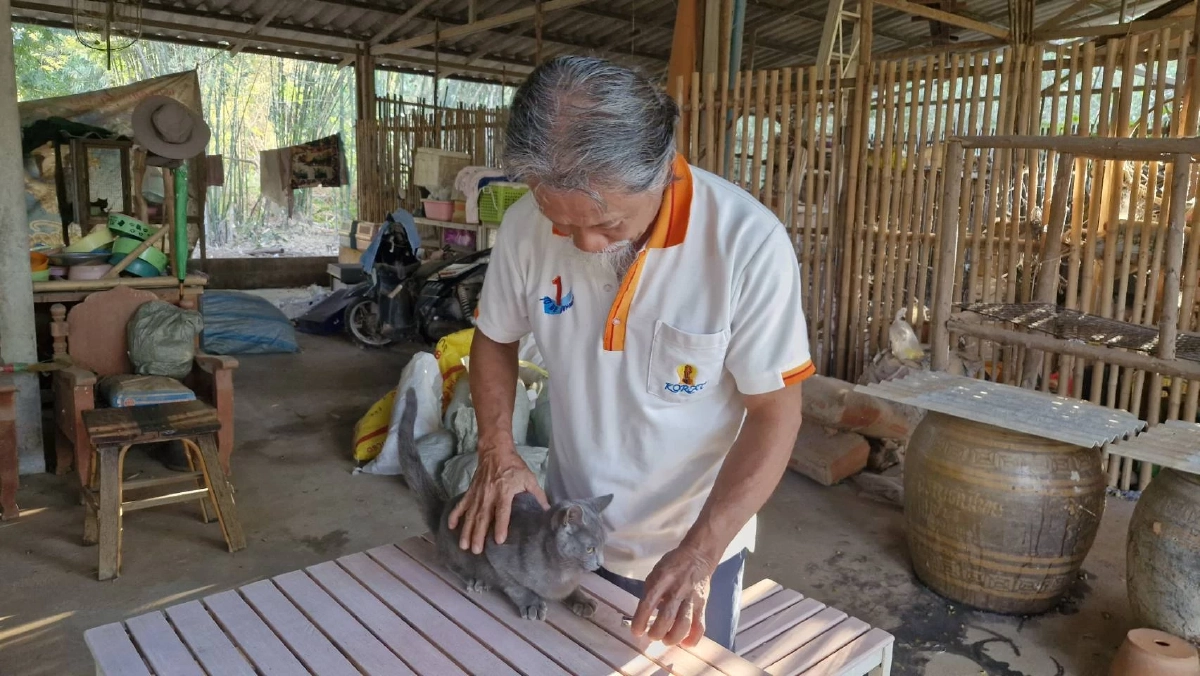 โคราชเดินหน้าขยายพันธุ์แมวสีสวาด หลัง ครม.ยกแมวไทยเป็นเอกลักษณ์ชาติ
