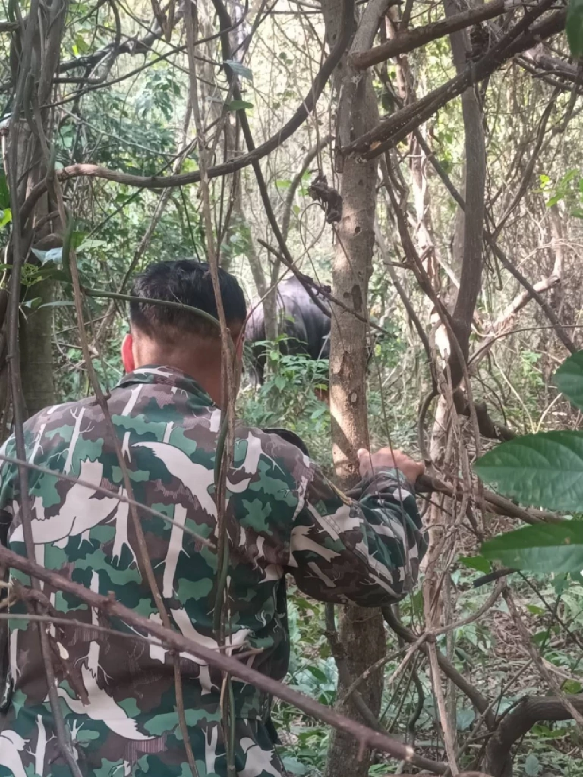 นาทีชีวิต! เร่งช่วยกระทิงป่าแก่งคอย บาดเจ็บหนักเดินเซื่องซึมโผล่ไร่ชาวบ้าน