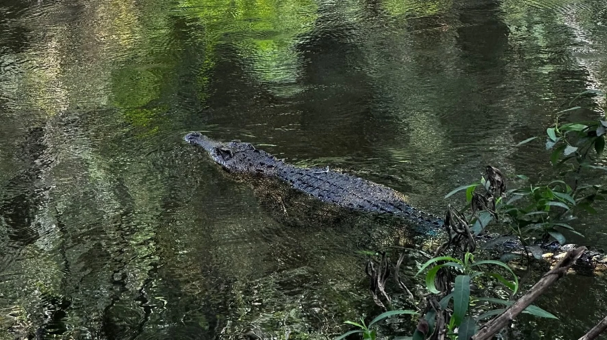 แก่งกระจานปล่อยจระเข้น้ำจืดไทยแท้ DNA บริสุทธิ์ ปล่อยคืนป่าแก่งกระจาน