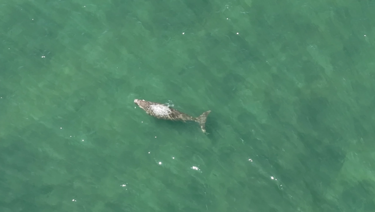 ตรังเฮ! สำรวจพบพะยูนเกาะลิบง 16 ตัว สุขภาพดีเยี่ยม สะท้อนทะเลยังสมบูรณ์
