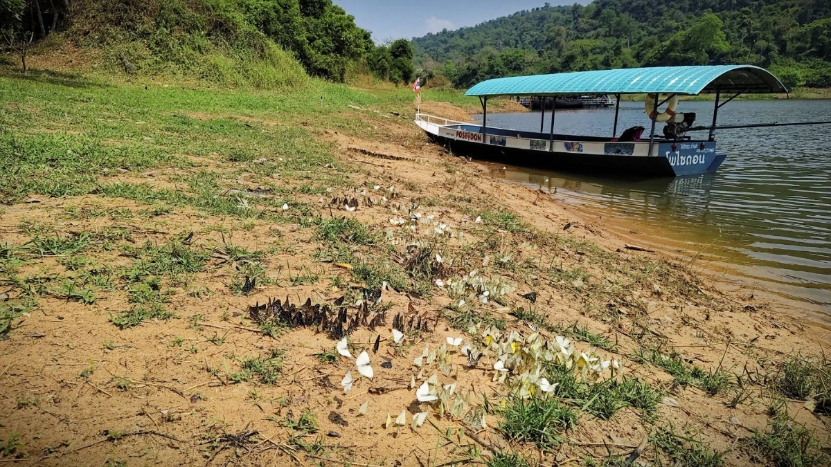 ฝูงผีเสื้อนับพันบุกแก่งวังวนโคราช อวดโฉมรับหน้าร้อน