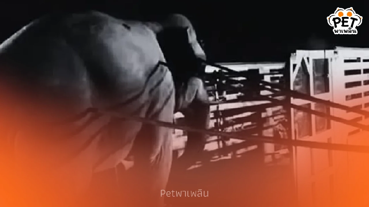 กรมอุทยานฯ แจงด่วนกรณี สีดอหูพับ สิ้นใจขณะย้ายกลับป่า