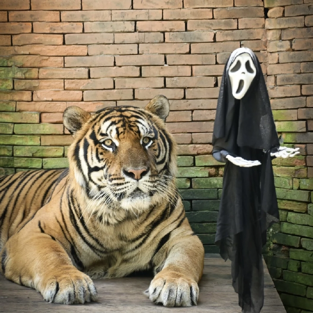 สาเหตุเสียชีวิตเบื้องต้น หลังเสือคุ้มดังเชียงใหม่ ตายกว่า 70 ตัว