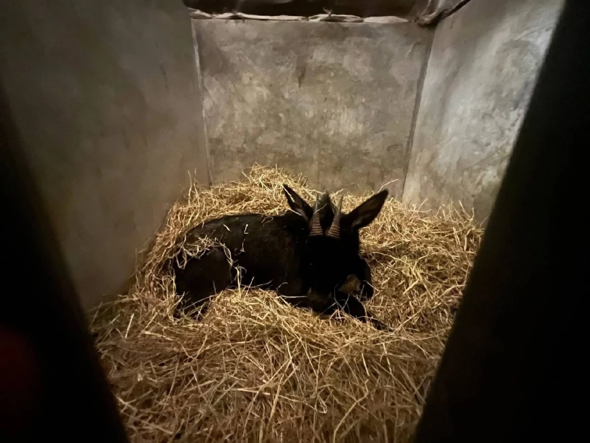 นาทีระทึก! ช่วยเลียงผาติดบ่วงสลิง ขาขวาบาดเจ็บหนัก