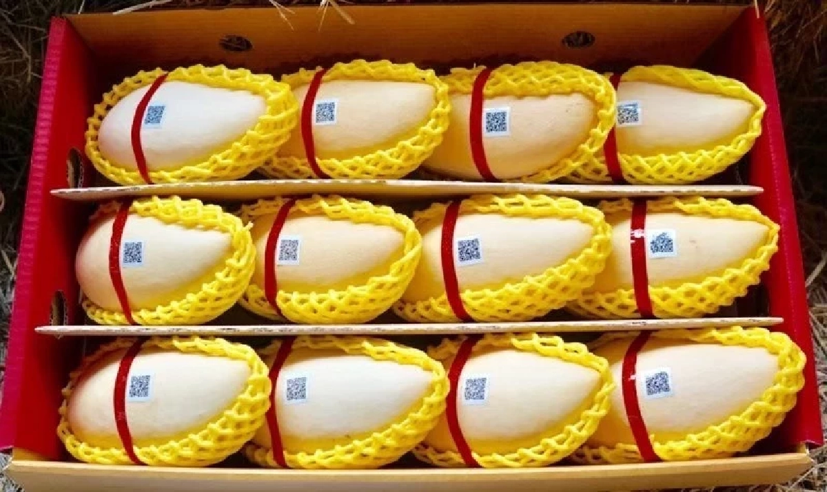 เปิดโผ Top 5"มะม่วง GI"ไทย  มูลค่าสูง กรมทรัพย์สินทางปัญญา ชูจุดแข็งอัตลักษณ์พื้นถิ่น-คุณภาพมาตรฐานโลก