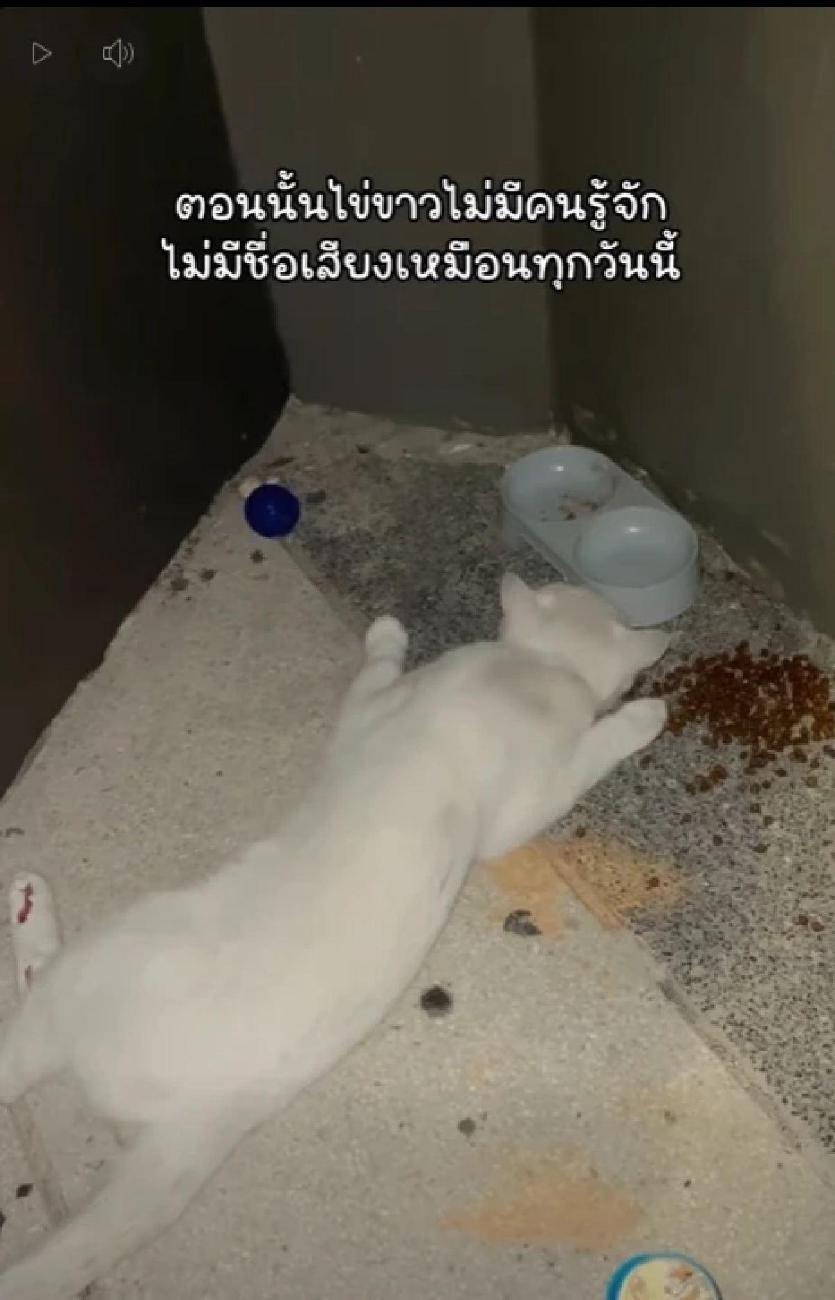 ย้อนโพสต์ "ไข่ขาวลูกแมร๊" เปลี่ยนชะตาเจ้าของ ก่อนจากไปกะทันหัน