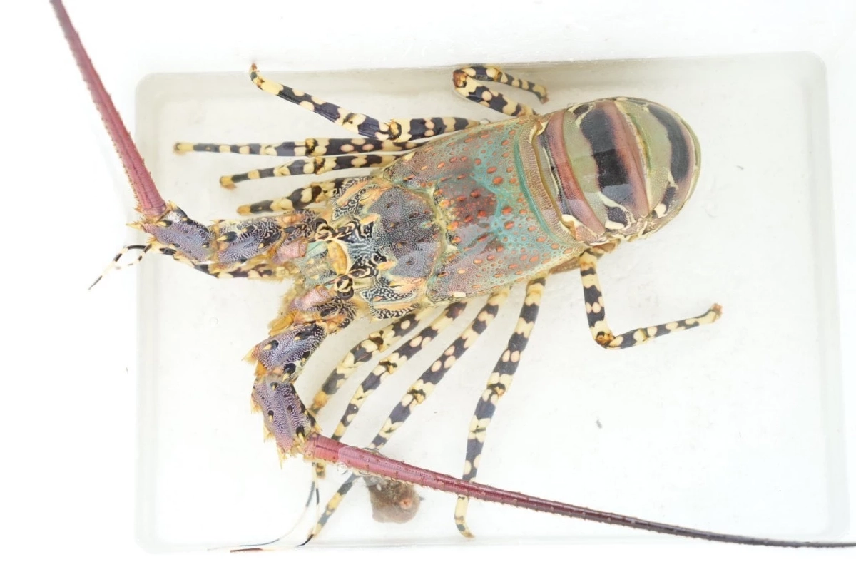 กุ้งมังกร 7 สีภูเก็ต GI ใหม่ พรีเมียม สมฉายา ฟัวกราส์แห่งท้องทะเล