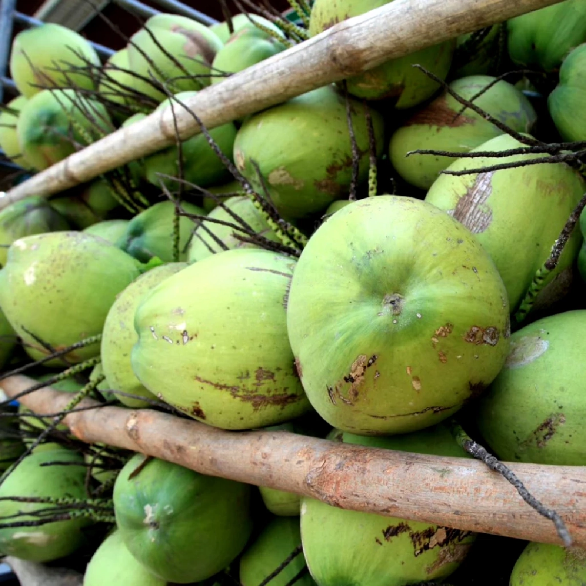 มะพร้าวน้ำหอมราชบุรี ผงาดคว้า GI ใน EU บุกตลาดยุโรป 27 ประเทศ