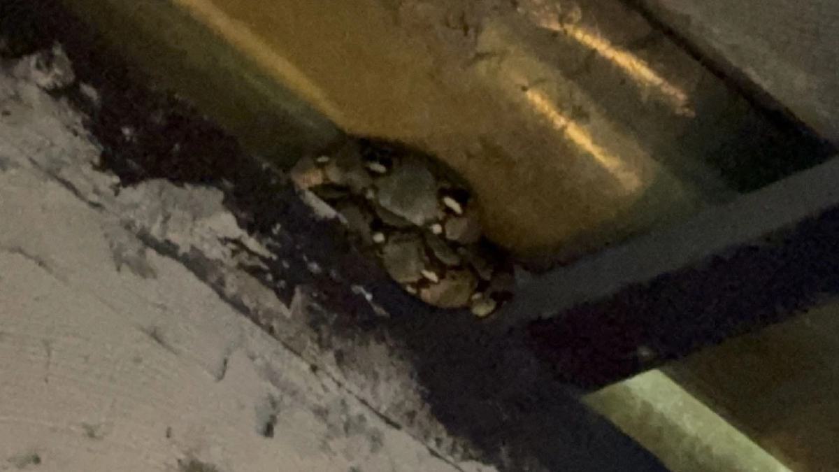 บุกจับงูเหลือมตัวเท่าแขนซุกหลังคาห้องน้ำร้านอาหารย่านบางพลี