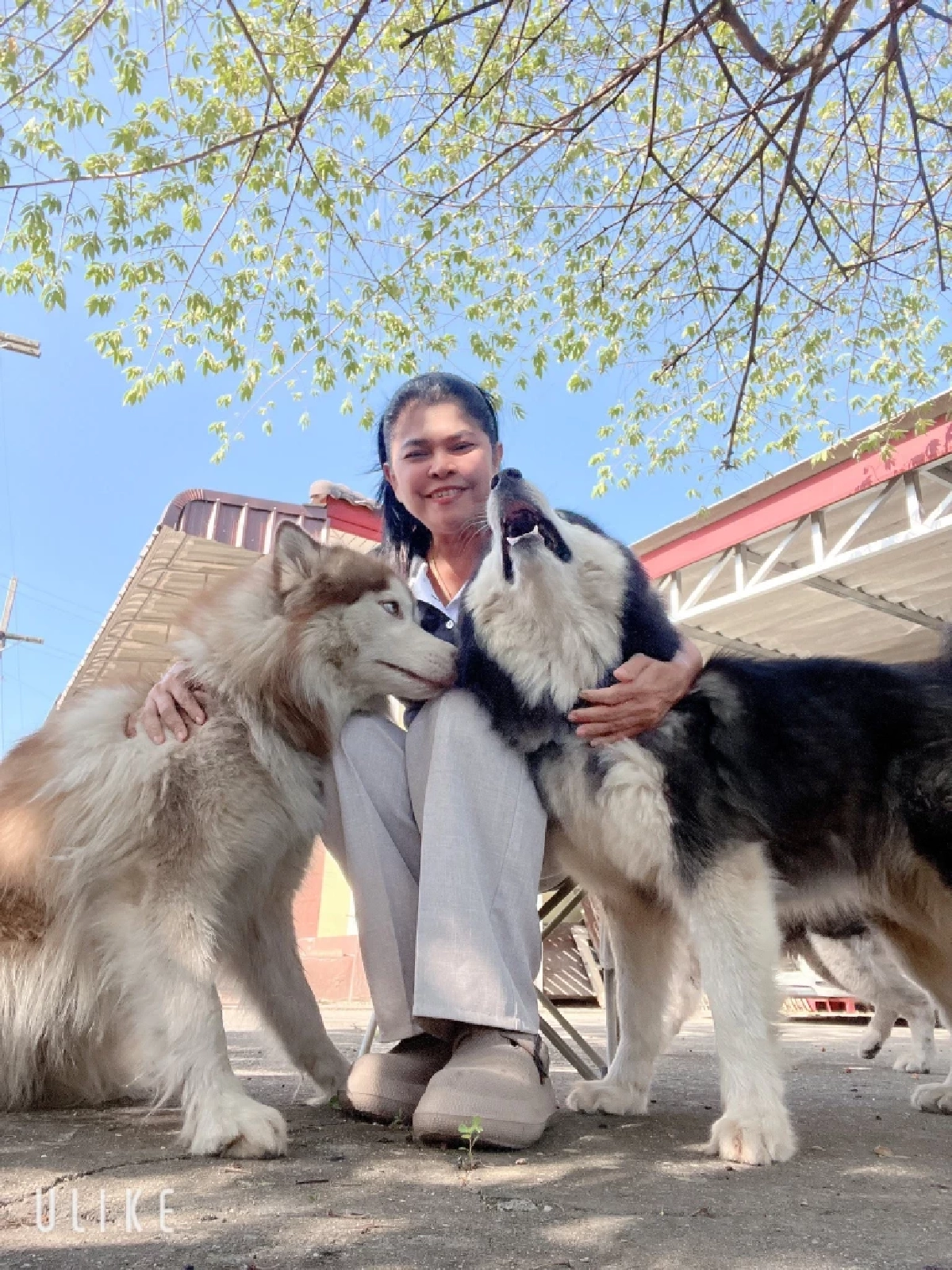 เจ้าของใหม่ เผยสาเหตุสำคัญ มอลลี่ หลุดออกจากบ้าน ก่อนเกิดเหตุสลด