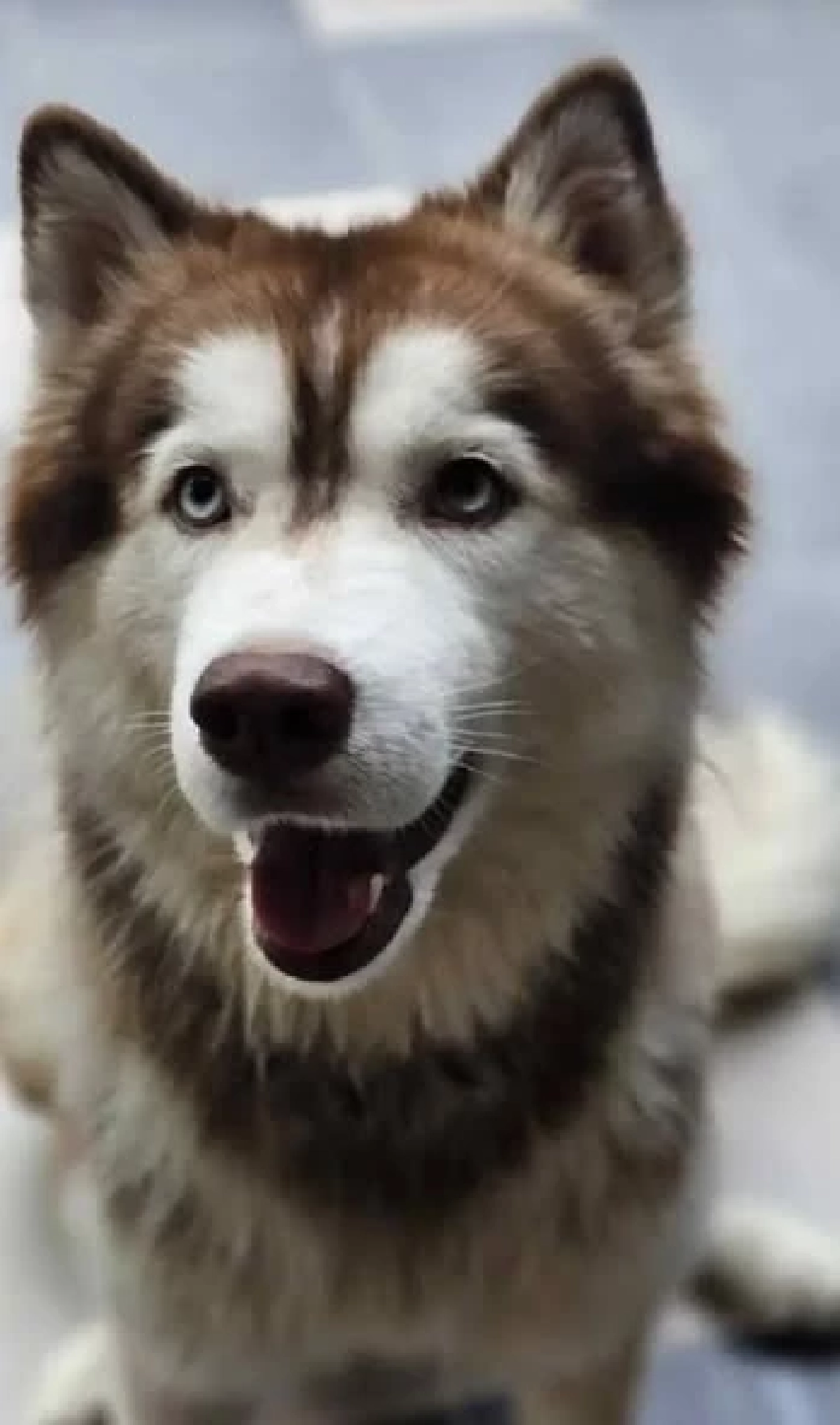 ไม่รอด อดีตเจ้าของ "น้องมอลลี่" เผยข่าวดีจับผู้ก่อเหตุได้แล้ว