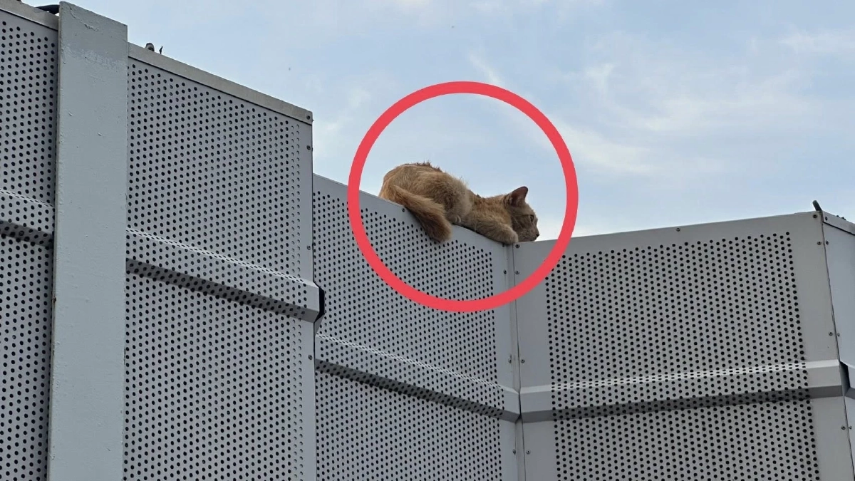 เจ้าหน้าที่ทางพิเศษรวบแมวส้ม หลงบนทางด่วน ล่าสุดมีคนรับเลี้ยงแล้ว