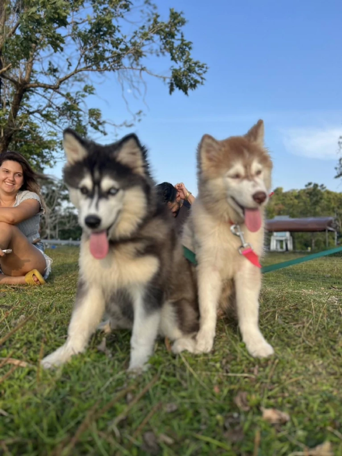 เจ้าของเก่า "มอลลี่" ใจสลาย ห่วงอีกหนึ่งชีวิตอาจรับไม่ไหว