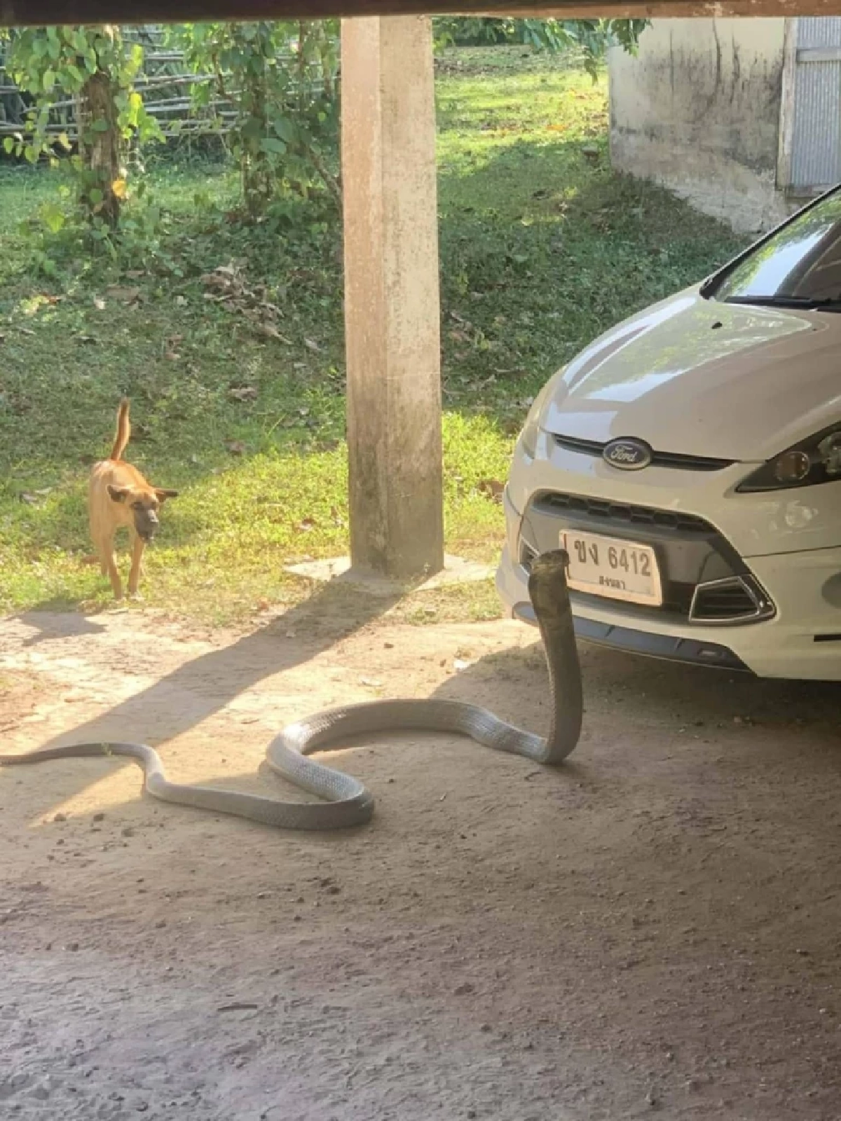 ฮือฮา งูจงอางยักษ์เข้าบ้าน เลื้อยชูคอขู่หน้ารถ ก่อนหลุดโฟกัส