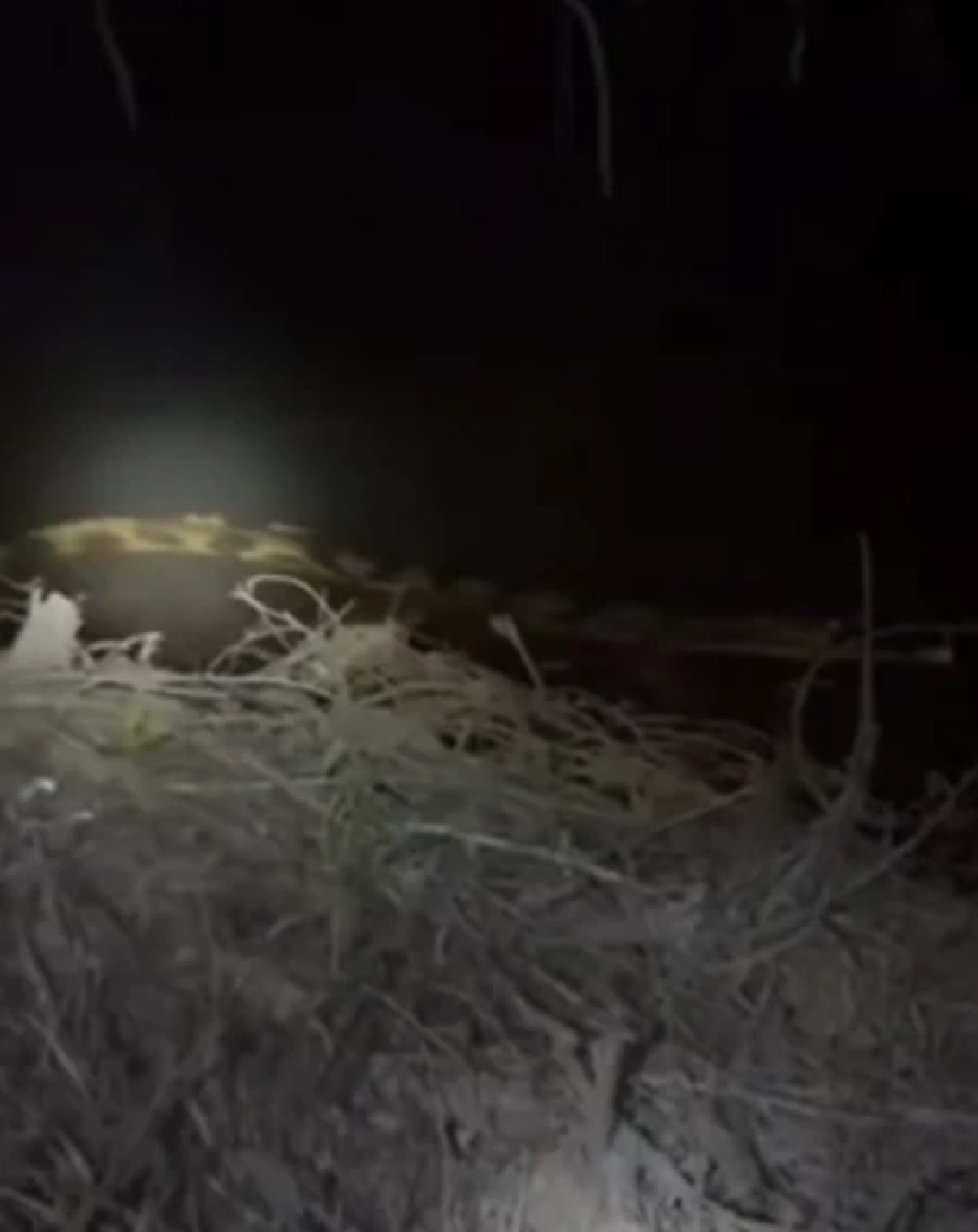 ฮือฮา พบสัตว์หายากคืนถิ่นไทย เจอในธรรมชาติครั้งแรก หลังเชื่อสูญพันธุ์