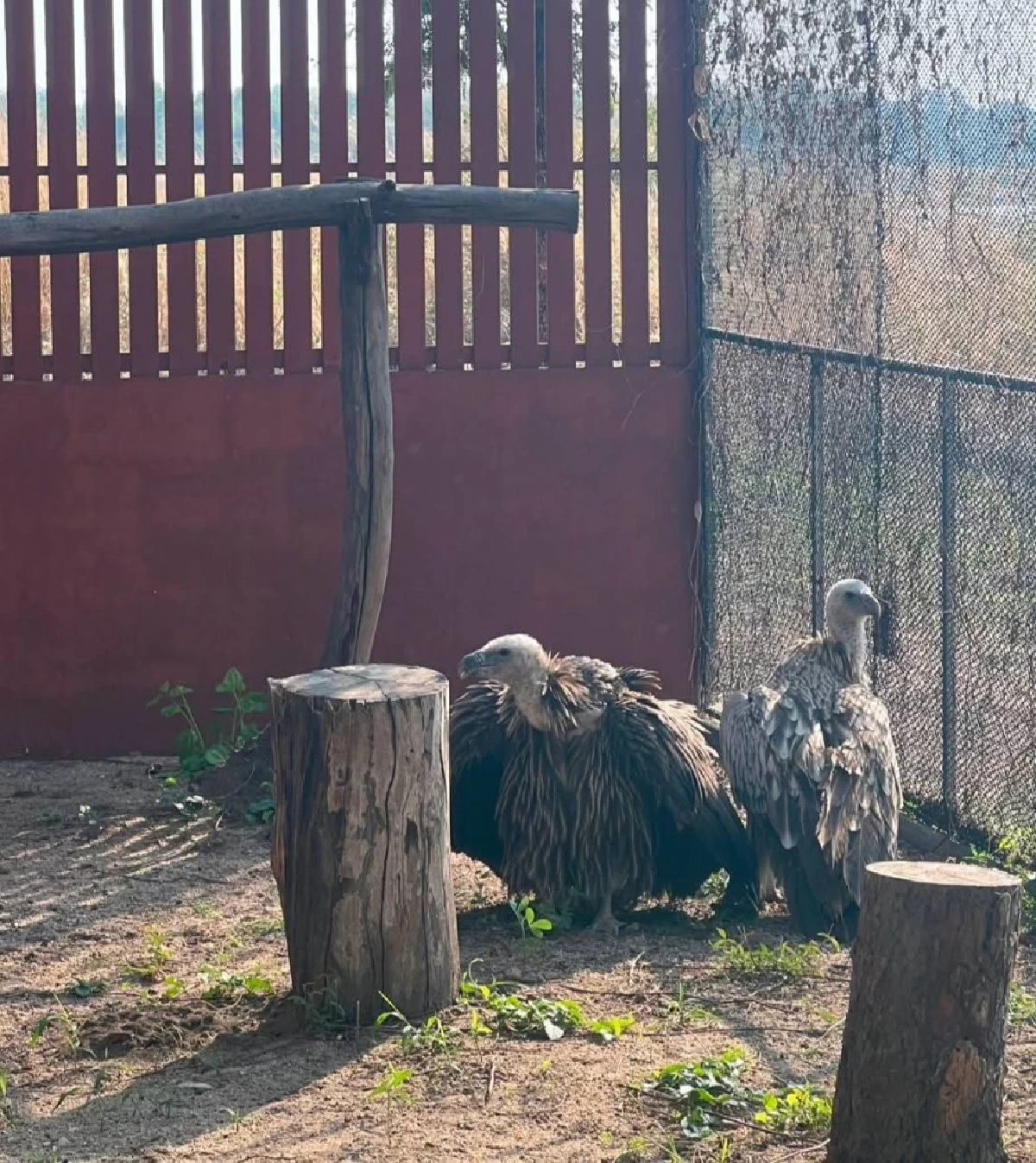 รักแท้เยียวยาใจ! เผยสตอรี่ "พี่นิกกี้-น้องบัว" พญาแร้งคืนถิ่น