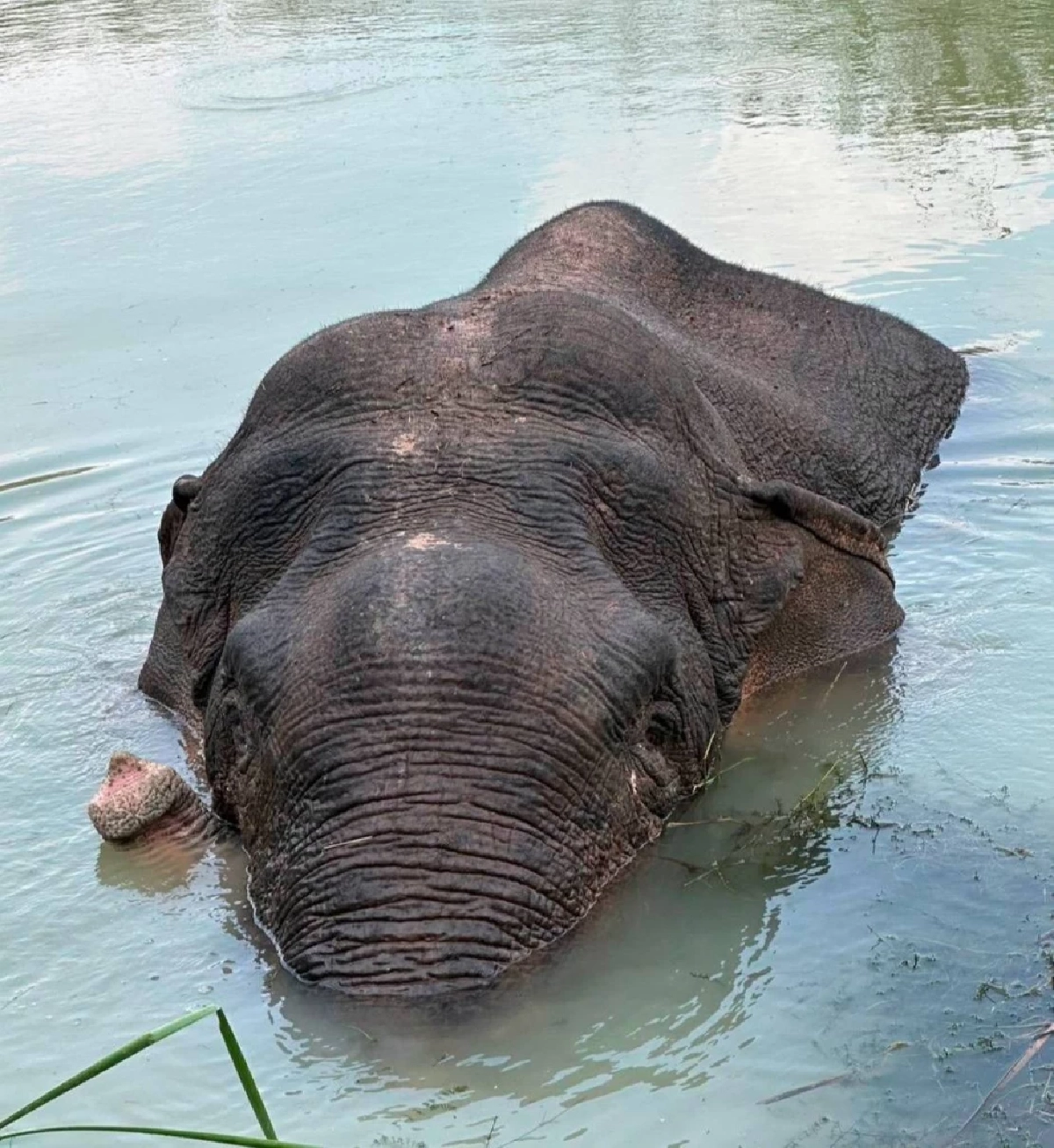 กรมอุทยานฯ แจง พลายด้วน ไม่ได้กินพลาสติกเร่งให้ยาฆ่าเชื้อ 7 วัน