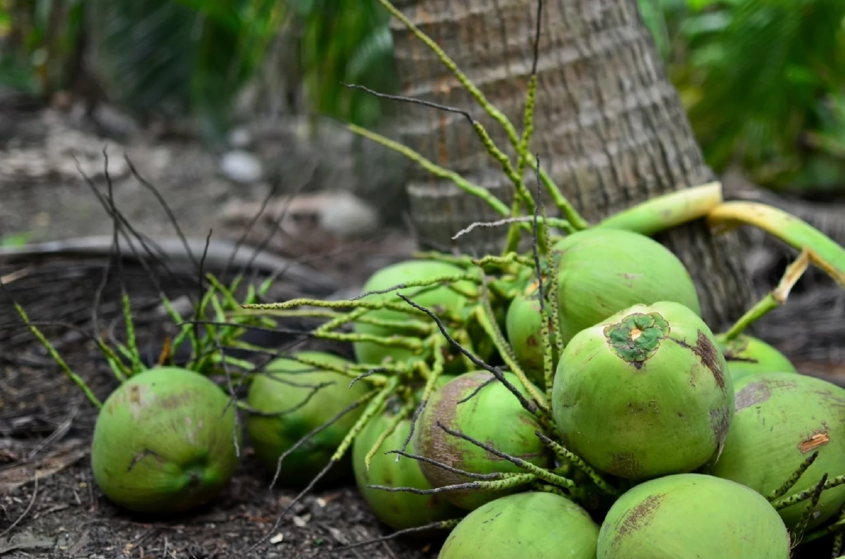 เฉิดฉายเวทีโลก "มะพร้าวน้ำหอมราชบุรี"ขึ้นทะเบียน GI ใน EU สำเร็จ