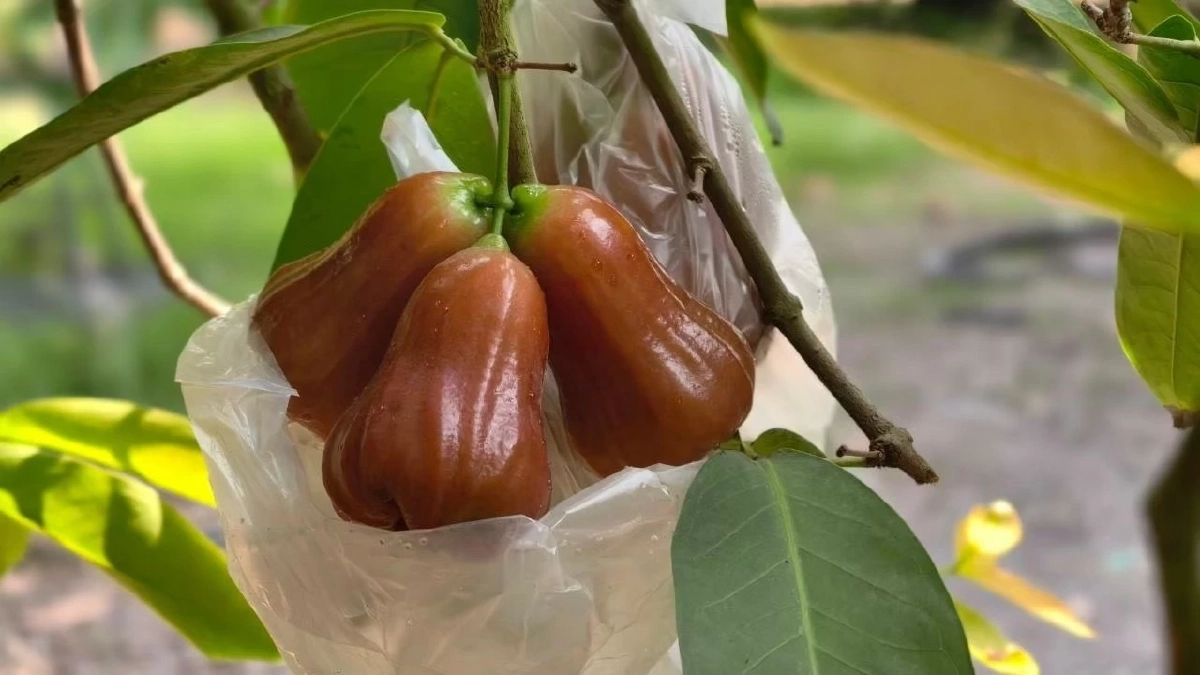 กรมทรัพย์สินทางปัญญา ประกาศ "ชมพู่คลองหาด" ของดีจังหวัดสระแก้ว เป็น GI น้องใหม่