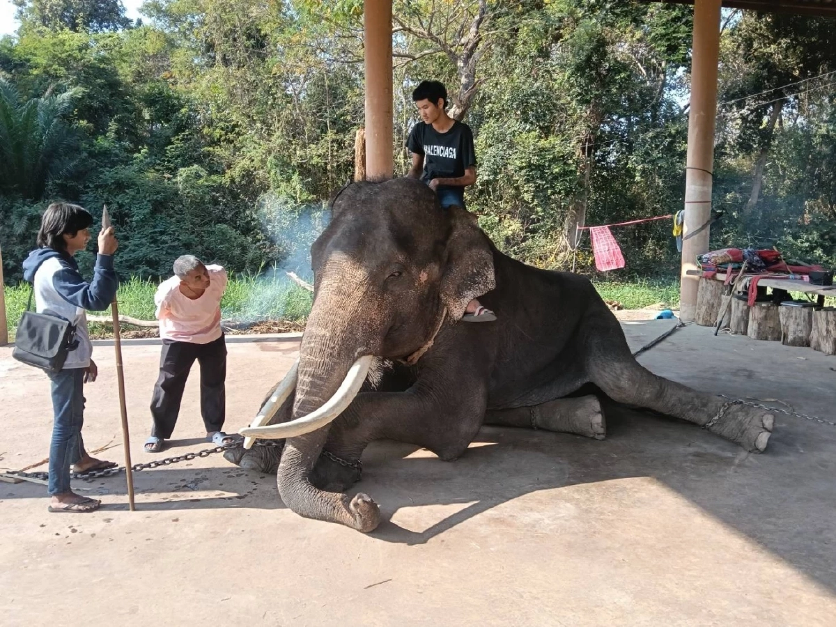 ช้างสุรินทร์ป่วยด่วน! สัตวแพทย์รุดช่วยด่วนหลังได้รับสายแจ้งเหตุ